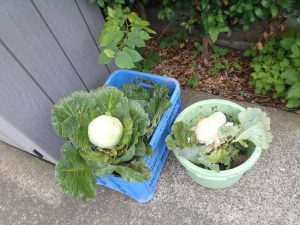 キャベツ　収穫　240717